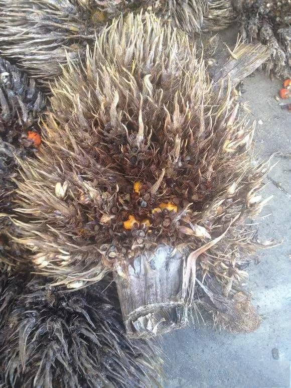 빈 과일 다발.jpg 빈 과일 다발.jpg